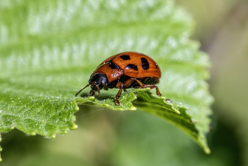 Organic Pest Control