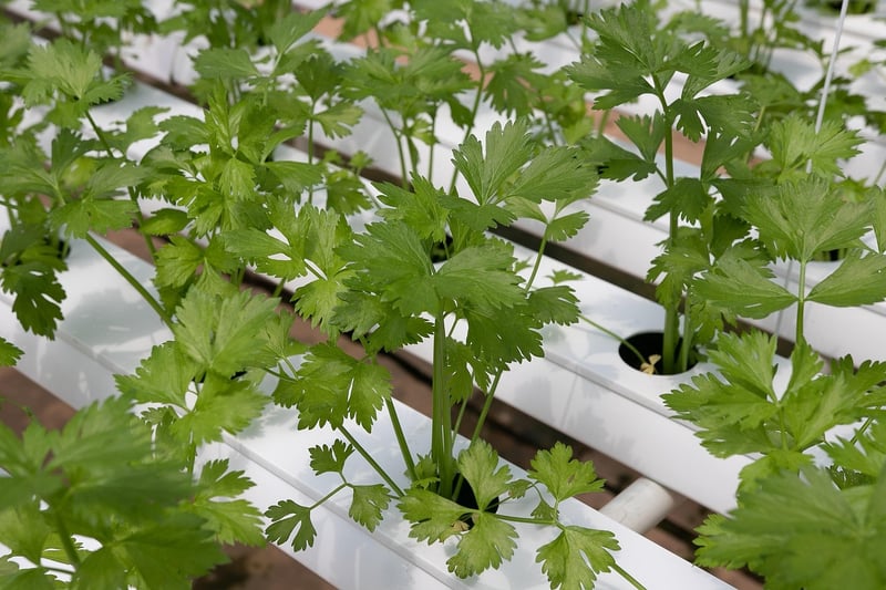 Aeroponics